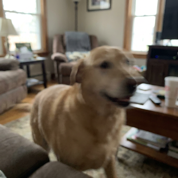 A blurry photo of a dog moving
