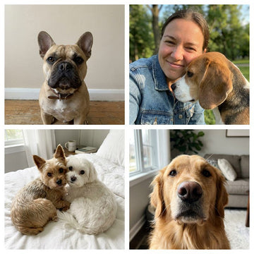 Four dog photos stitched into one collage