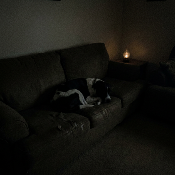 A dog on a sofa in a dark room, barely visible
