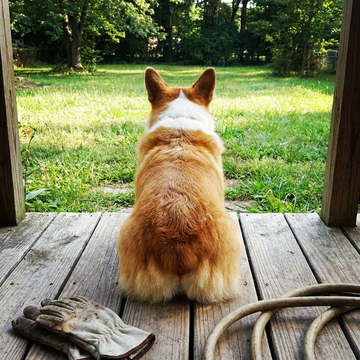 A corgi seen from behind with its face turned away