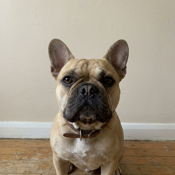 A French bulldog sitting against a plain wall